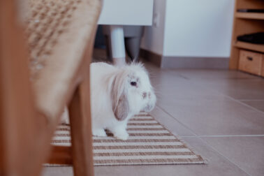 lapin dans salle à manger