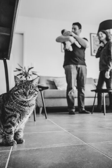 chat premier plan bébé parents arrière-plan