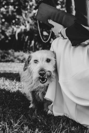 chien langue sortie mariée