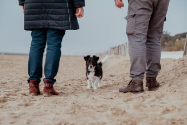 petit chien pieds jambes maîtres